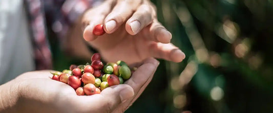 El mercado peruano de café: Oportunidades y nuevas tendencias de consumo